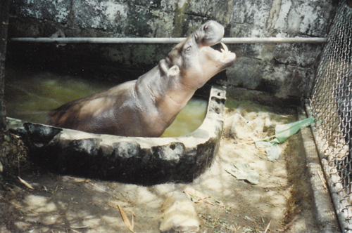 Animal 4